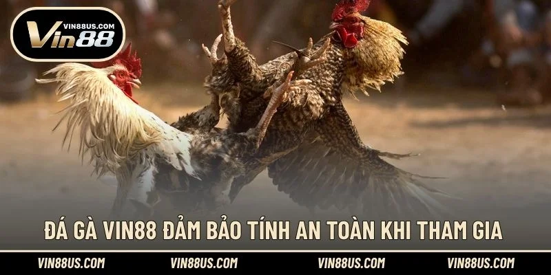 Đá Gà VIN88 đảm bảo tính an toàn khi tham gia